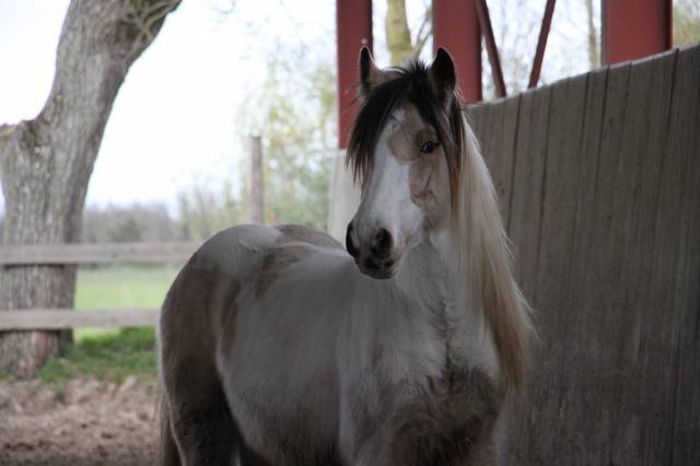 Saillie Irish Cob PP pour 2025 (1m50/1m55)