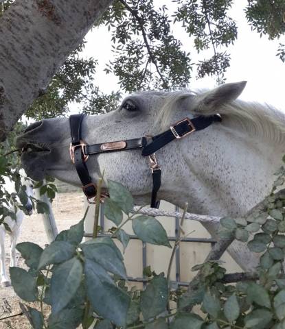 Licol en cuir Félix Bühler COB
