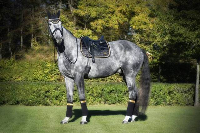 Tapis de selle Noir/Or - EQUITO