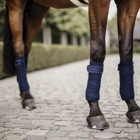 Bandes de polo Pearls - Kentucky