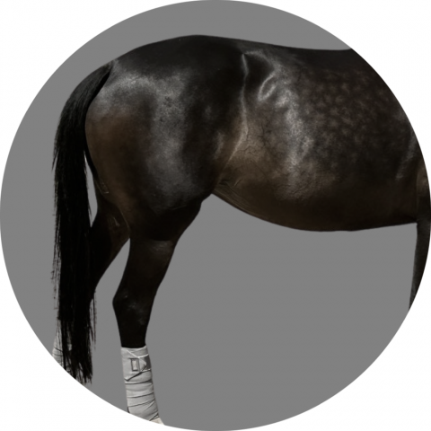 Bandes de polo Equico