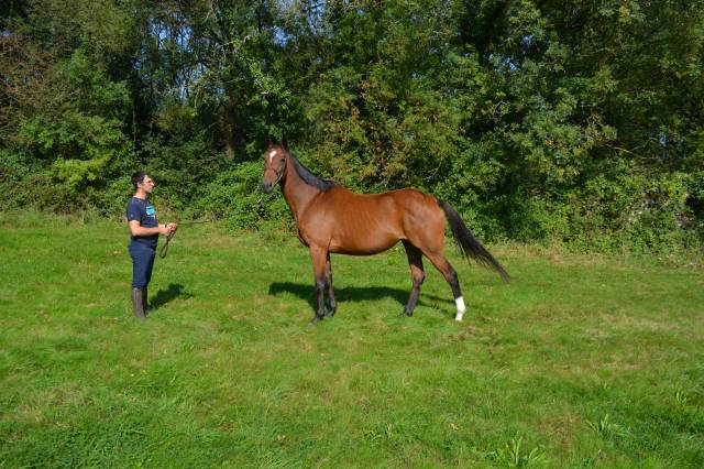 Très belle jument 7 ans 