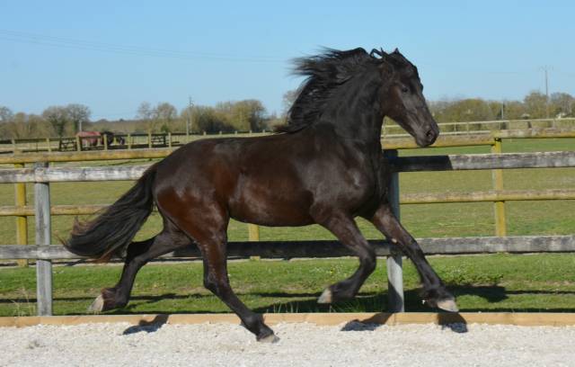 Pouliche frison Yness 2 ans