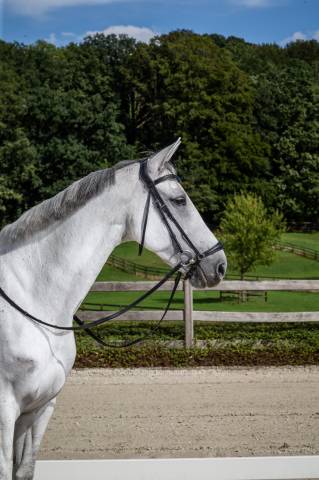 Bridon muserolle allemande - Dy'on