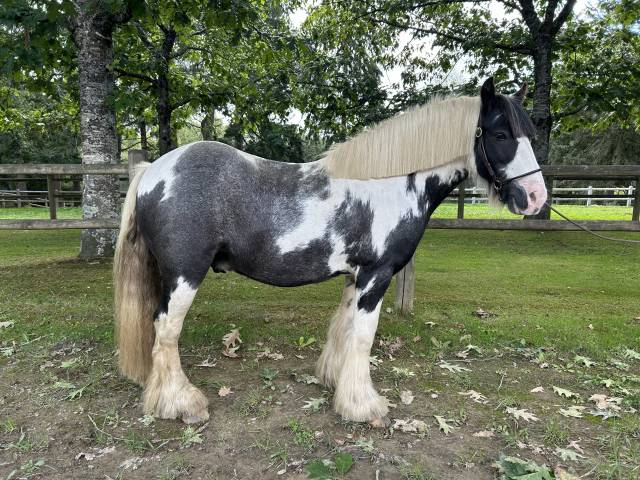 Très gentil poney