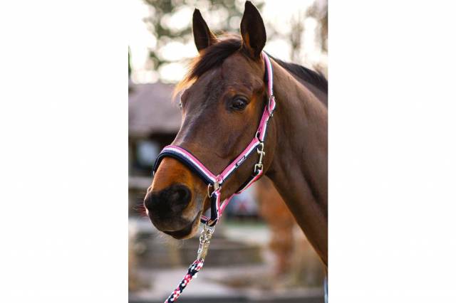 Licol tricolor Classic Sports 2019 - Eskadron