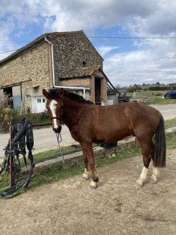 hongre Franches Montagnes 4 ans