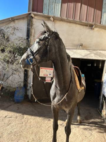 Crack de St Paul - Hongre - 4ans 