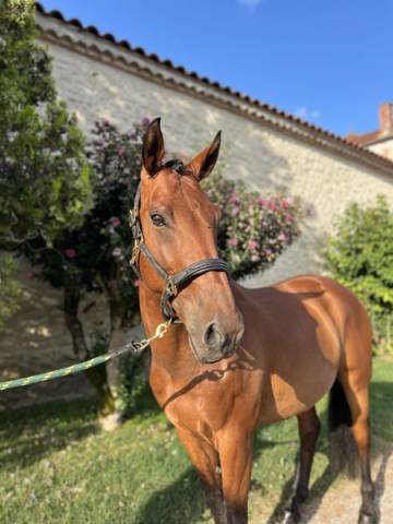 Lusitanien x KWPN de 10 ans
