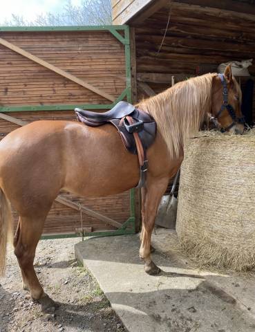 Selle mixte Forestier mono quartier 