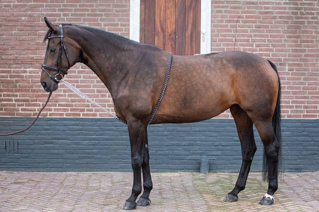 Enrenement corde réglable - harry's horse - coton doux