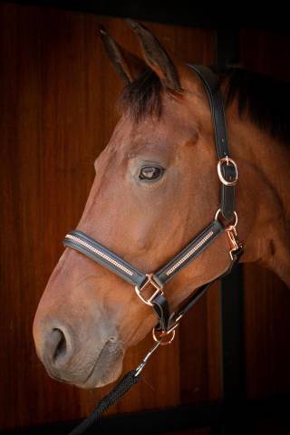 Licol en cuir avec strass - HARRY'S HORSE