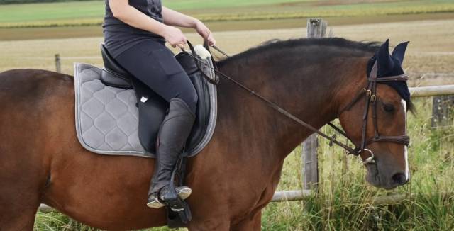 Selle dressage Bates 