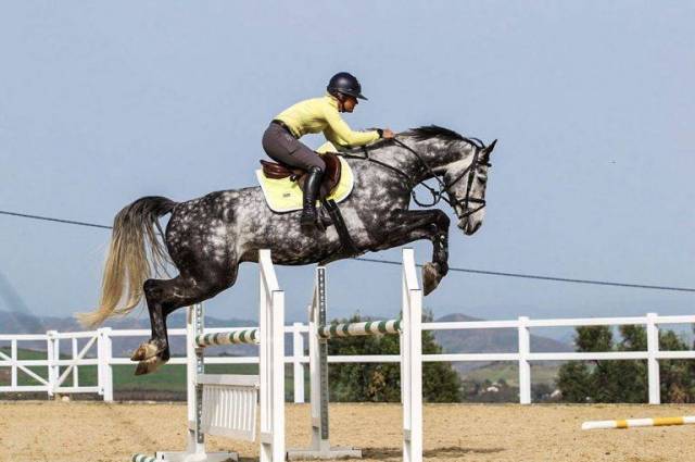 Tapis de selle Soft Lemon - Equestrian Stockholm