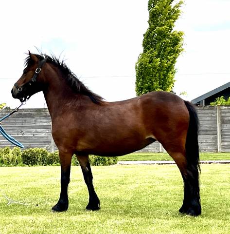 Ponette dartmoor pp confirmée pleine 