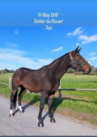 Superbe 3,5 ans par dollar du rouet avec bonnes radios