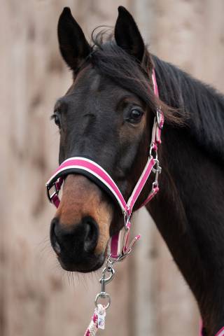 Licol+Longe Kopenhagen Hkm