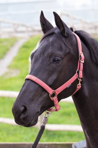 Licol Mors Harrys Horse