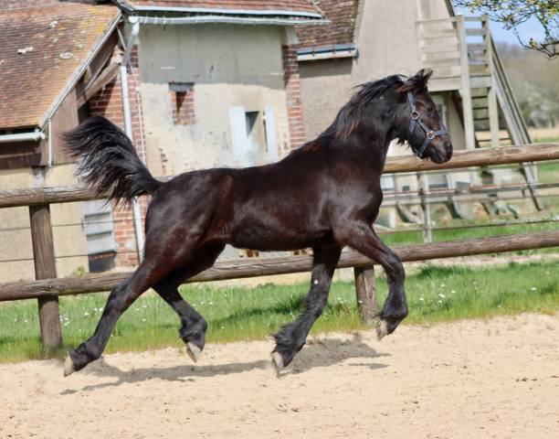 Superbe pouliche Frisone a vendre