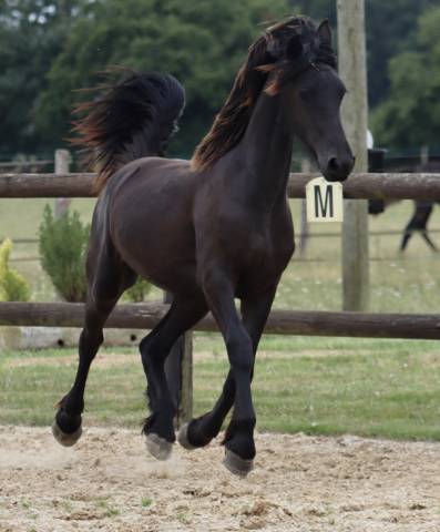 Superbe pouliche frisone a vendre