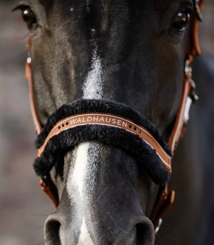 Licol Elegant Mouton Waldhausen