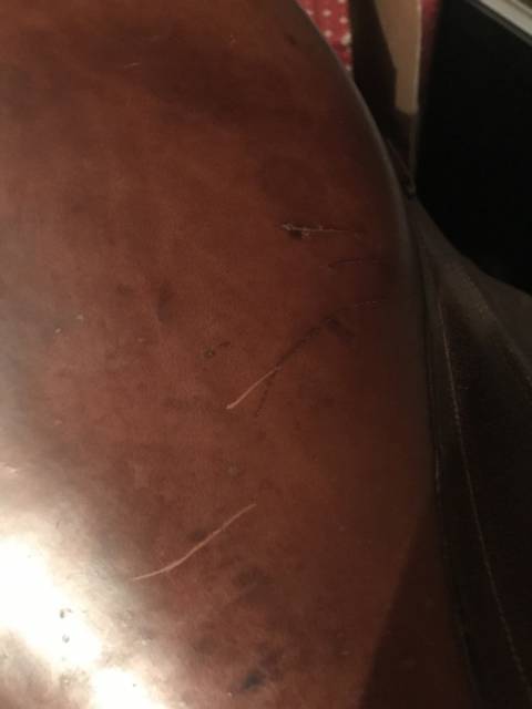 Selle randonnée Trec Forestier