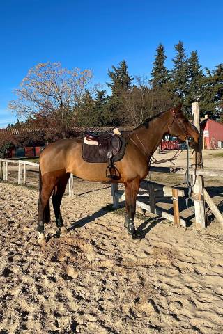 Selle CWD Mademoiselle 2Gs