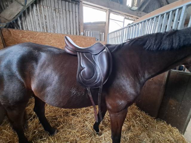 Selle de dressage Antarès 