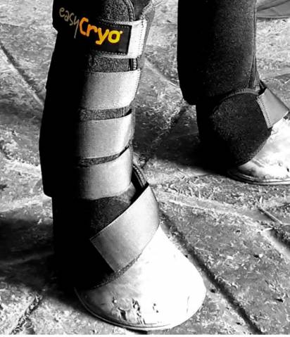 Cryothérapie équine 