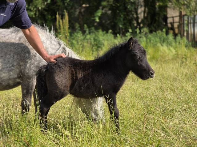 Poulain shetland intermédiaire/standard PP