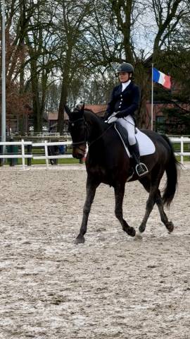 Selle de dressage Forestier Aachen