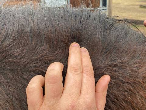 Lotion DERFEN Clear Animaderm