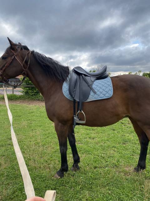 Selle dressage thorowgood 18"