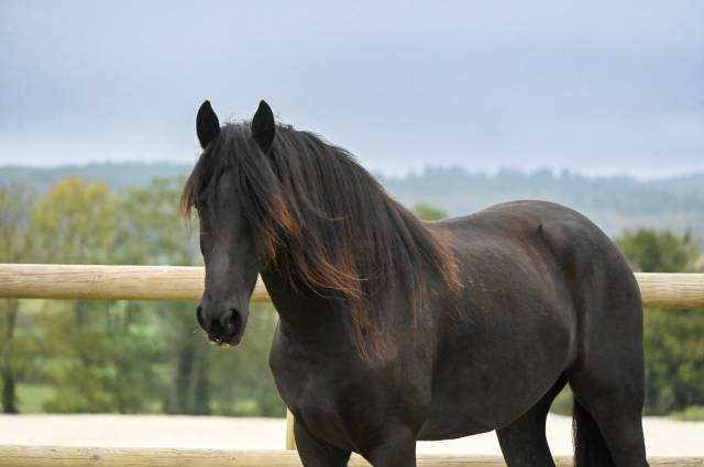 Pleun magnifique jument frison