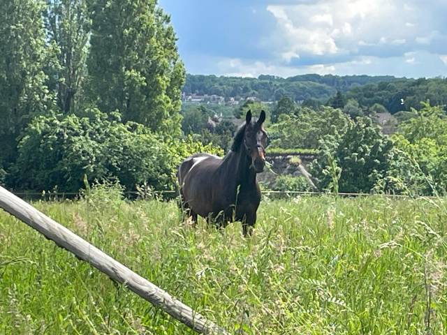 Vente ou location cheval concours