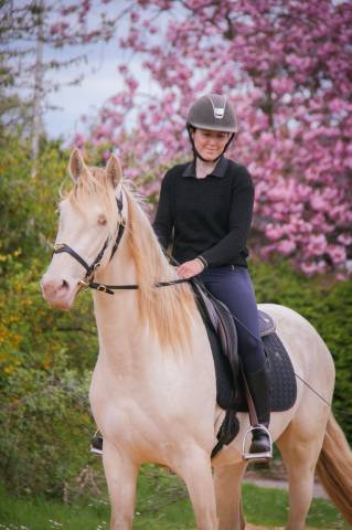 Hongre Pure Race Espagnole 3 ans crème + perle