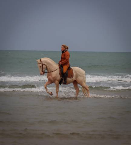 Premier Noué Crème Satiné - Stock Fin De Ligne - Cheval équitation Showquest