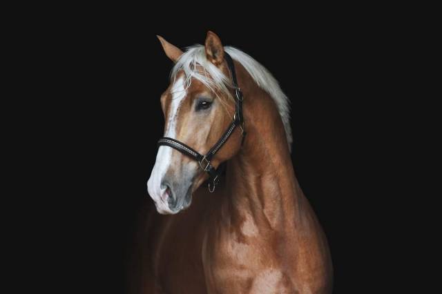 Karat-j  : karat-j étalon palomino wielkopolski agrée aes