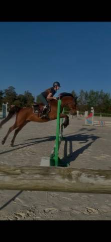HONGRE DSA 13 ans