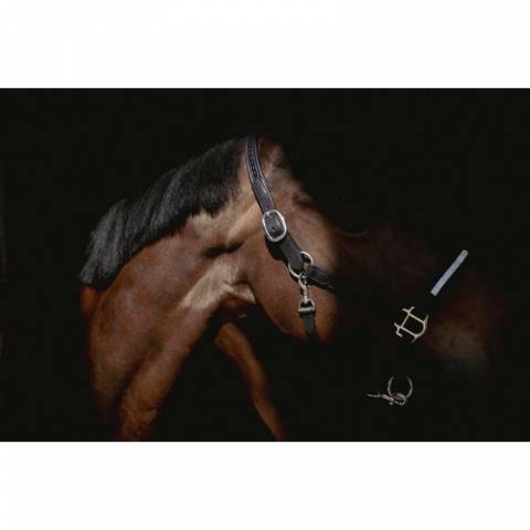 Licol cuir Harmonie - PENELOPE COLELCTION