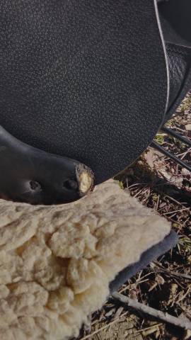 Selle Equipe Emporio jumping