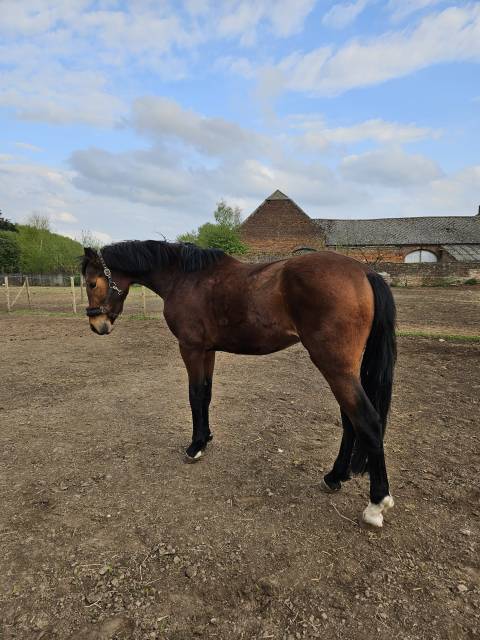 Superbe Hongre 3 ans dressage/obstacle 