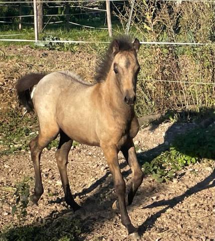 Pouliche welsh part bred 2024