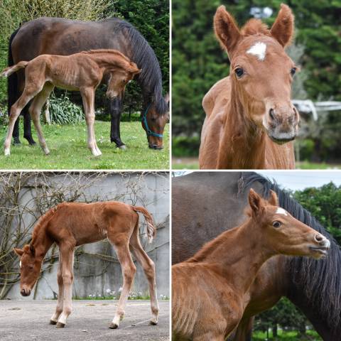 Jument PSL suitée d'un poulain Luso Warmblood