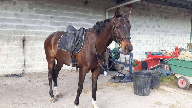 Selle de dressage Vincent Gaffet
