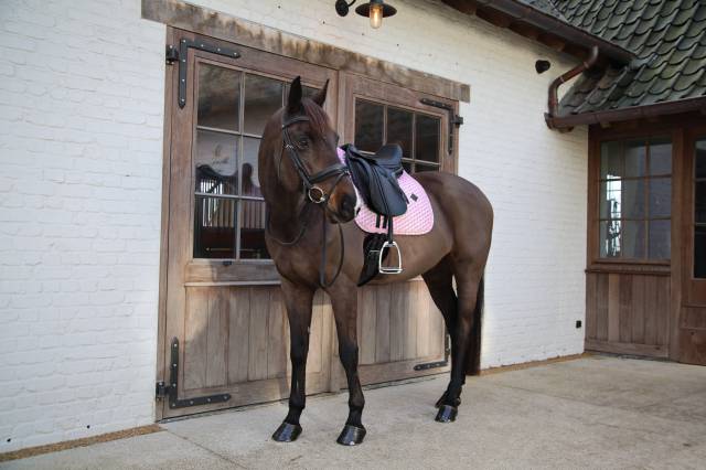 Tapis de selle Sammy Collection DRESSAGE - Kentucky