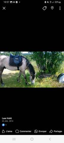 selle mixte  noire 17''