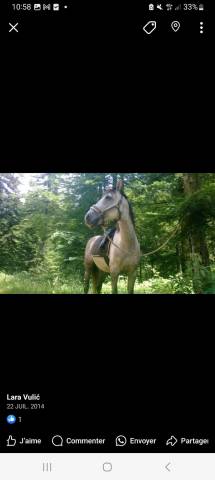 selle mixte  noire 17''