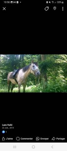 selle mixte  noire 17''