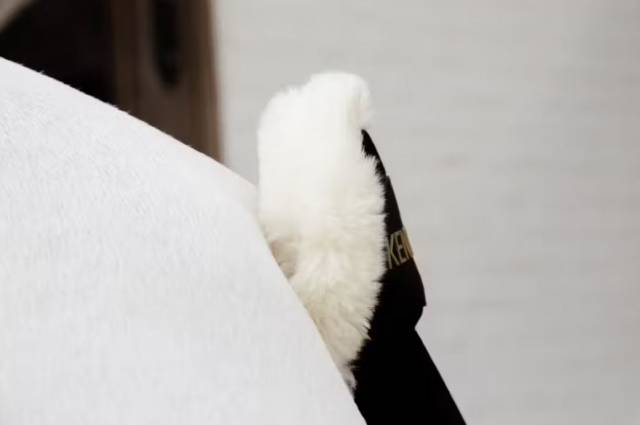 Prot&egrave;ge queue en mouton - KENTUCKY